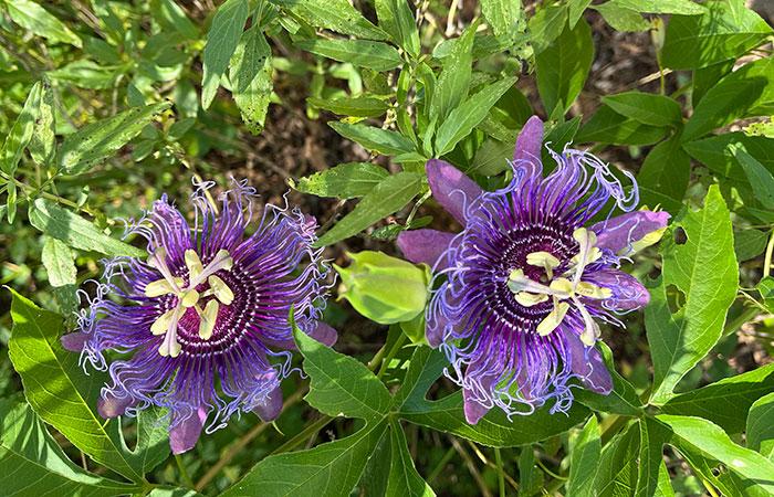 passion flowers