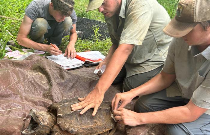 Snapping turtle receiving a tracker