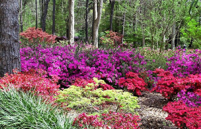 Ruby M. Mize Azalea Garden