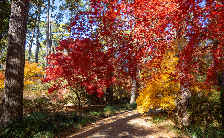 Trees in the fall on campus